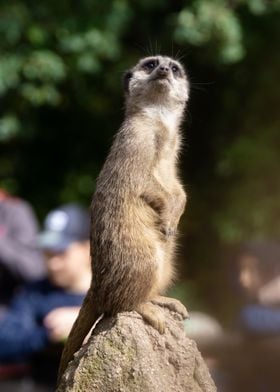 Meerkat