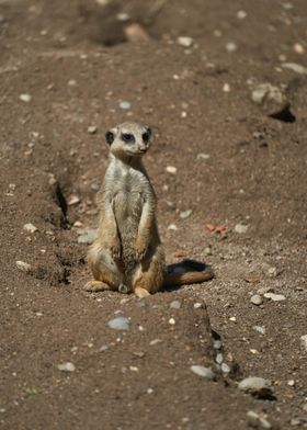 Meerkat