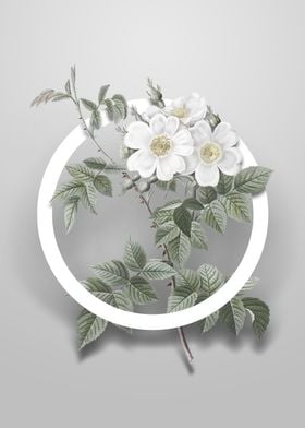 White Rosebush Flower Art