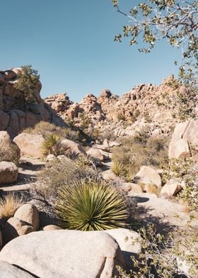 Joshua Tree Hiking Trail