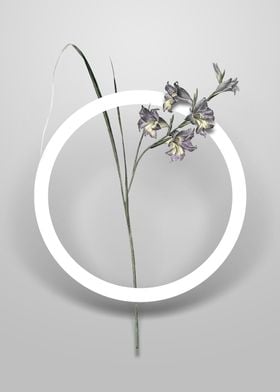 Gladiolus Ringens Flower