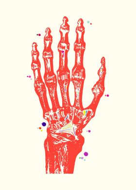 Hand Bones Anatomy