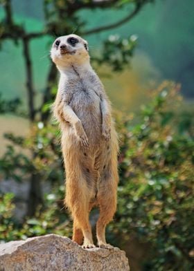 Meerkat