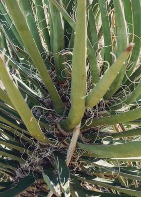 Joshua Tree Nature Photo