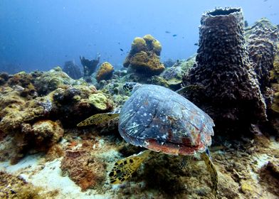 TURTLE ON THE SEA BASE