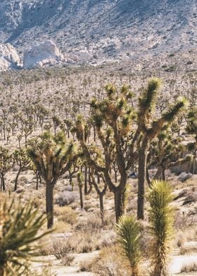 Joshua Tree National Park