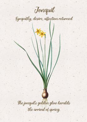 Jonquil Flower Language