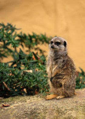 Meerkat