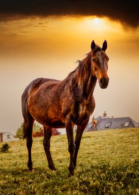 BROWN HORSE 