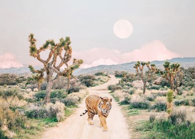 Wandering tiger