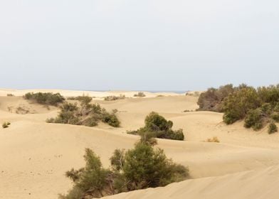 great desert