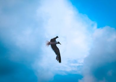 Sea gull soaring in air