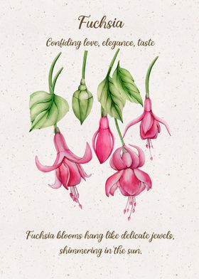 Fuchsia Flower Language