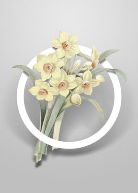 Chinese Sacred Lily Flower