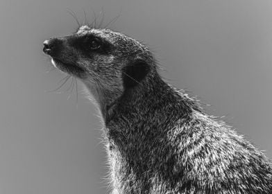 Meerkat