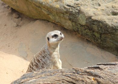 Meerkat