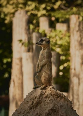 Meerkat