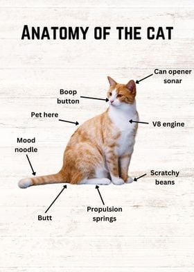 The anatomy of the cat