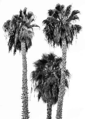 Palm Trees 4a