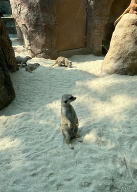 Meerkat