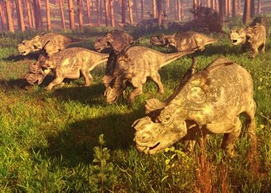 Achelousaurus herd