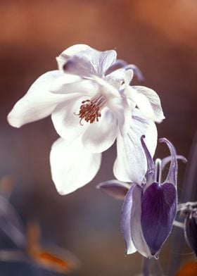 White blooming columbines