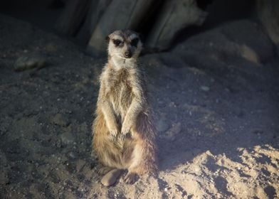 Meerkat