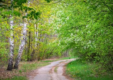 Spring alley, tree, travel