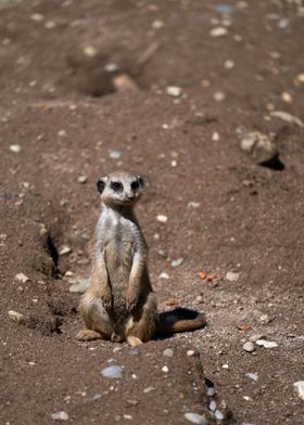 Meerkat