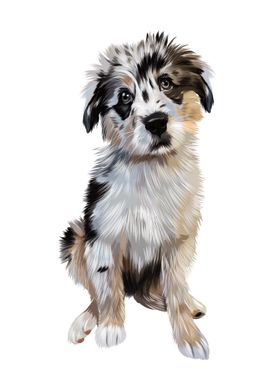 Australian shepherd dog