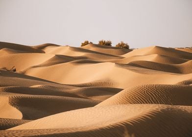 desert