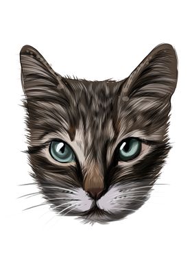 Kitten face portrait cat