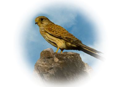 Kestrel