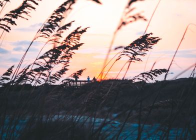 Sunset through sea grass