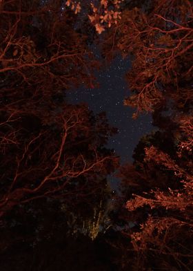 Orange Tree Forest View