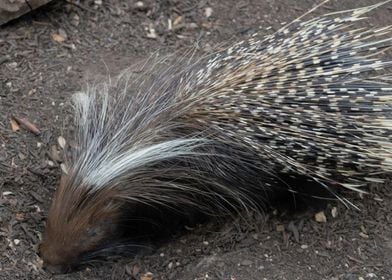 Porcupine 