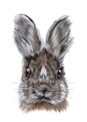 Rabbit head portrait