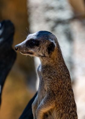 Meerkat