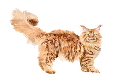 Beautiful red maine coon