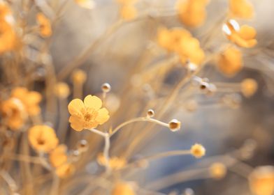 Yellow flowers on meadow