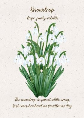 Snowdrop Flower Language