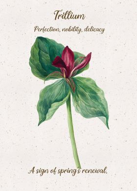 Trillium Flower Language