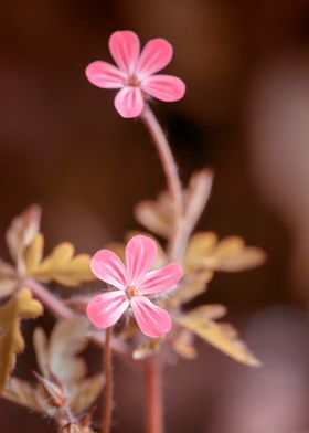 Pink flowers, macro,meadow