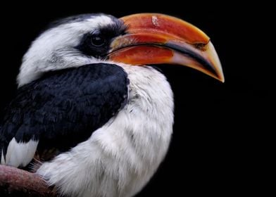 animal hornbill bird