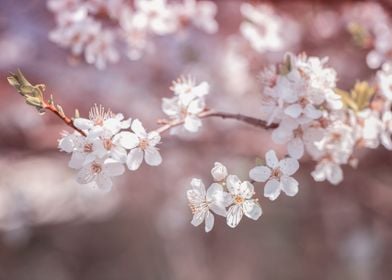 White spring tree, flowers