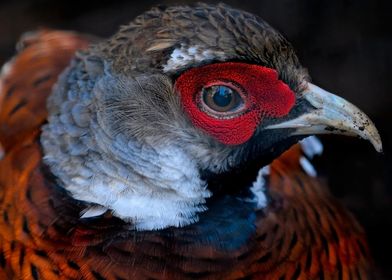 animal face pheasant