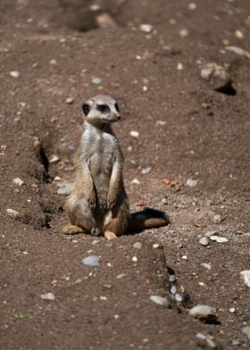 Meerkat