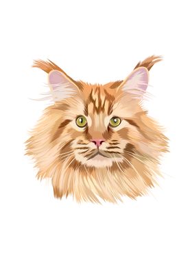 Beautiful red maine coon