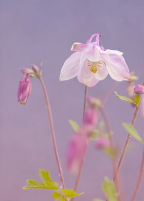 Spring pink flower, garden