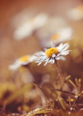 White field daisies,meadow